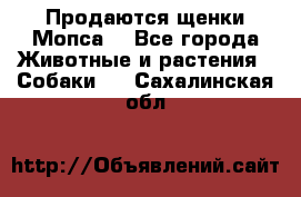 Продаются щенки Мопса. - Все города Животные и растения » Собаки   . Сахалинская обл.